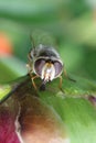 Striped fly Syrphidae - hoverfly collecting nectar from peony in the garden