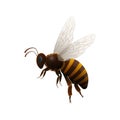 Striped flying bee side view icon