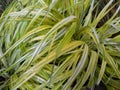 Hakonechloa macra 'Aureola'