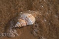 Striped Fox Horse Conch on wet sand on the beach at sunrise. Pleuroploca trapezium. Natural Seashell.