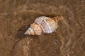 Striped Fox Horse Conch on wet sand on the beach at sunrise. Pleuroploca trapezium. Natural Seashell.