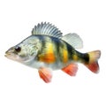 Striped Freshwater Fish Isolated Highlighting Its Vibrant Colors and Natural Patterns Royalty Free Stock Photo