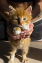 Striped funny red kitten with blue eyes and white paws close-up. Hands hostess hold tight kitten. Animal theme for children