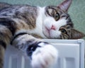 Striped furry cat lies on warm radiator resting and relaxing Royalty Free Stock Photo