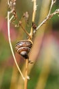 Cepaea hortensis striped garden snail Royalty Free Stock Photo