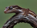 Striped Gecko Resting Gracefully on a Curved Branch Royalty Free Stock Photo