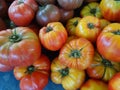 Striped German tomato, Solanum lycopersicum Striped German Royalty Free Stock Photo