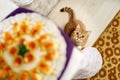 striped ginger cat with big yellow eyes wants to jump on the table with food