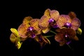 Golden yellow phalaenopsis orchids with black background Royalty Free Stock Photo