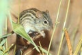 Striped grass mouse Royalty Free Stock Photo