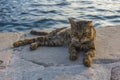 Striped gray cat resting on a port at sunset.