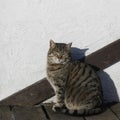 Striped gray cat sits near the white uneven wall