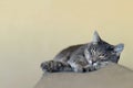 Striped gray cat sleeping on the sofa. Portrait of a striped, fluffy cat sleeping, light background. Close up