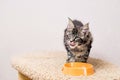 Striped gray Maine Coon kitten sits in front of bowl of food and licks its lips with pleasure Royalty Free Stock Photo