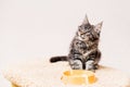 Striped gray Maine Coon kitten sits in front of bowl of food and licks its lips with pleasure Royalty Free Stock Photo