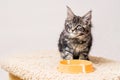 Striped gray Maine Coon kitten sits in front of bowl of food and licks its lips with pleasure Royalty Free Stock Photo