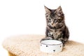 Striped gray Maine Coon kitten sits in front of bowl of food Royalty Free Stock Photo