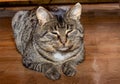 The striped gray rustic cat lies on a brown floor. Portrait of a lazy cat resting and sleeping. Sleeping cat. Close-up