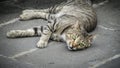 Striped gray yard cat lies on the asphalt and looks at the camera