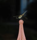 Striped green dragonfly resting on iron fencepost Royalty Free Stock Photo