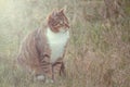 Striped green-eyed cat sits on the green grass