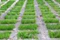 Striped green grass texture with perspective view. parts of lawn in stone