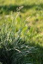 Striped green grass Variegated Sedge Ice Dance Carex morrowii, foliosissima with dew drops. Decorative long grass, evergreen sedge