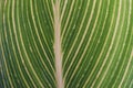 Striped green leaf texture