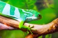 Striped green lizard on the tree in the forest