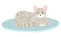 Striped Grey Cat Lying on Blue Rug Vector Image Royalty Free Stock Photo