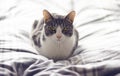 Striped grey cat with a wonderful yellow eyes Royalty Free Stock Photo