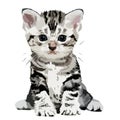 Striped grey kitten vector illustration