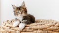 Striped Grey Kitten Watching Sitting on a Basket on a White Background. Cat Show. Concept of Adorable Cat Pets.