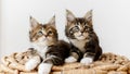 Striped Grey Kittens Watching Sitting on a Basket on a White Background. Cat Show. Concept of Adorable Cat Pets.