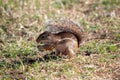 Striped ground squirrel, Euxerus erythropus