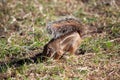 Striped ground squirrel, Euxerus erythropus