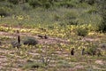 Striped Ground Squirrel family, Xerus erythropus on the blooming desert of Kalahari, South Africa Royalty Free Stock Photo