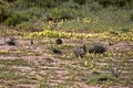 Striped Ground Squirrel family, Xerus erythropus on the blooming desert of Kalahari, South Africa Royalty Free Stock Photo
