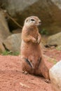 Striped Ground Squirrel (Paraxerus flavovittis)