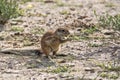 Striped Ground Squirrel, Xerus erythropus on the blooming desert of Kalahari, South Africa Royalty Free Stock Photo