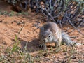 Striped Ground Squirrel, Xerus erythropus, looking for food in Kalahari, South Africa Royalty Free Stock Photo