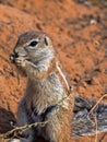 Striped Ground Squirrel, Xerus erythropus, looking for food in Kalahari, South Africa Royalty Free Stock Photo