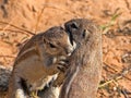 Striped Ground Squirrel, Xerus erythropus, watch the surroundings, Kalahari, South Africa Royalty Free Stock Photo