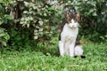 A striped homeless cat sits on the grass and looks at the camera