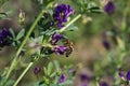 Striped honey bee flying over the purple Alfalfa flower Royalty Free Stock Photo