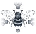 Striped honey bee sits on honeycombs. Tattoo.T-shirt illustartion