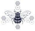 Striped honey bee sits on honeycombs. Tattoo.T-shirt illustartion