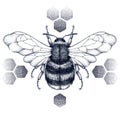 Striped honey bee sits on honeycombs. Tattoo.T-shirt illustartion