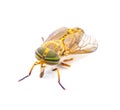 striped horse fly - Tabanus lineola - is a species of biting horse-fly. It is known from the eastern and southern United States Royalty Free Stock Photo