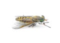 striped horse fly - Tabanus lineola - is a species of biting horse-fly. It is known from the eastern and southern United States Royalty Free Stock Photo